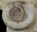Double Stephanoceras Ammonite Display - Dorset, England #30786-2